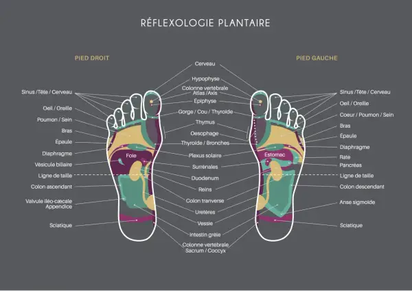 Carte des zones réflexes des pieds, utile pour soulager le stress par réflexologie plantaire. Elle montre les correspondances entre les parties du pied et les organes du corps.