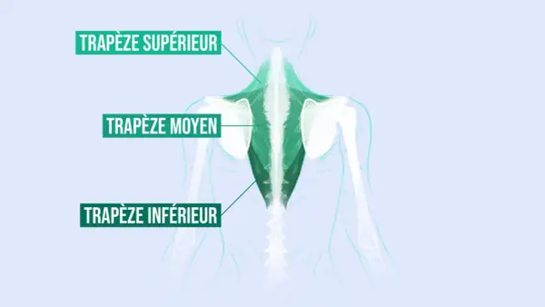 Illustration anatomique montrant le trapèze moyen, partie d'un exercice pour le dos.