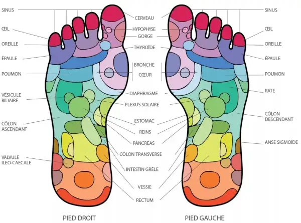 Carte des zones réflexes du pied, illustrant la medecine des pieds et ses correspondances avec les organes du corps.