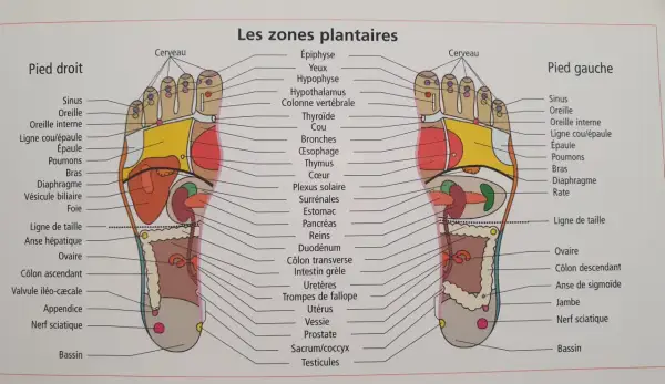 Carte des zones réflexes du pied droit en médecine chinoise, montrant les correspondances avec les organes et parties du corps.