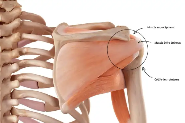 Anatomie de l'épaule, montrant la coiffe des rotateurs. Un faux mouvement épaule peut affecter ces muscles.
